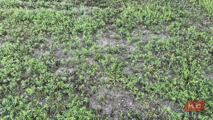 My lawn was full of weeds until I found this trick that saved the grass